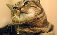 猫流口水怎么回事