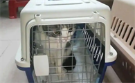 装在猫包里的猫可以带上高铁吗
