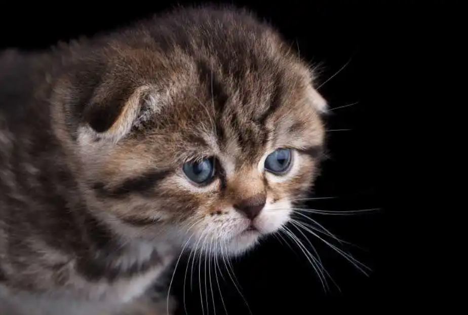 猫没有精神是什么原因 猫没有精神是什么原因