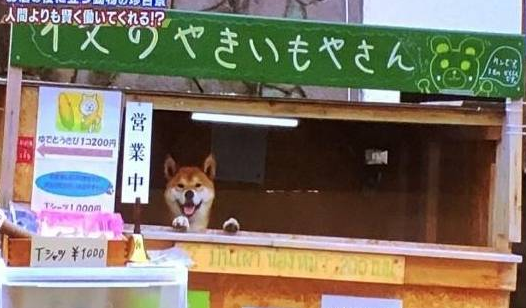 主人雇不到员工卖地瓜,最后找柴犬当老板,狗狗:但我不会找钱 主人雇不到员工卖地瓜,最后找柴犬当老板,狗狗:但我不会找钱