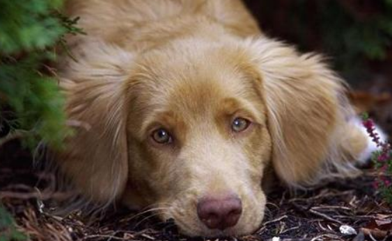想要了解斯科舍诱鸭寻回犬?快来看看这篇文章! 想要了解斯科舍诱鸭寻回犬?快来看看这篇文章!
