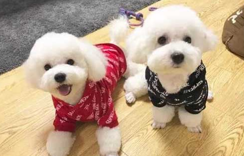 为什么比熊养公不养母