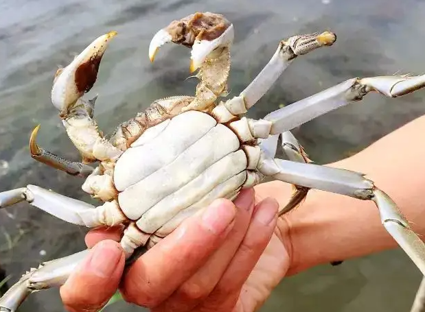 高温热瘦阳澄湖大闸蟹，价格暴涨40%！