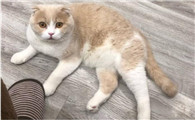 为什么养折耳猫很残忍
