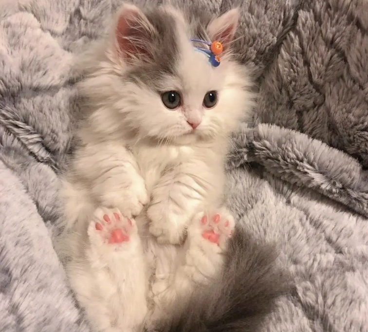 猫咪身上的跳蚤长什么样 猫咪身上的跳蚤长什么样