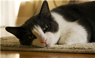 猫咪屁眼红怎么回事