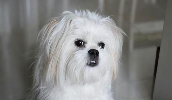 西施犬对主人喜欢的表现