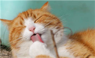 猫咪的鼻子不湿润了是什么原因