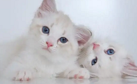 小猫只喝奶能拉出来屎吗