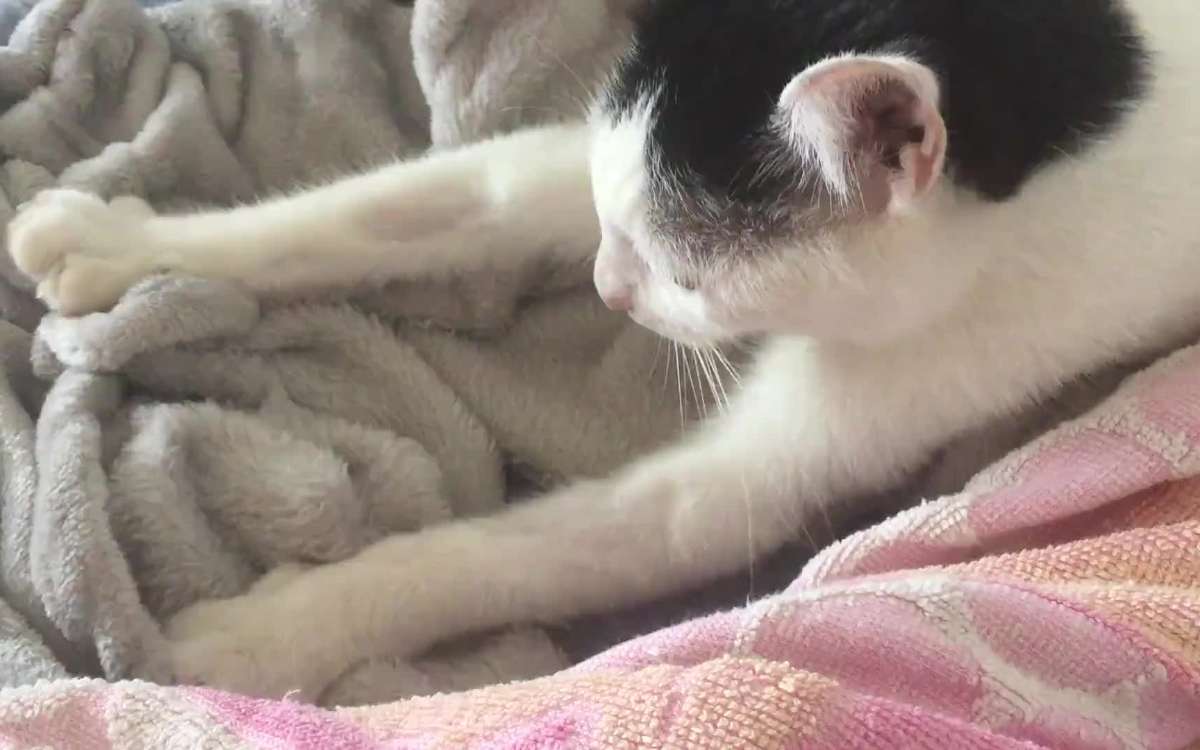 猫咪做出踩奶的动作是什么意思