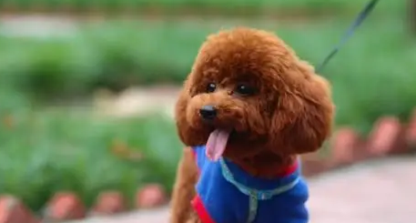 两个月泰迪一次吃多少蛋黄啊 两个月泰迪一次吃多少蛋黄啊