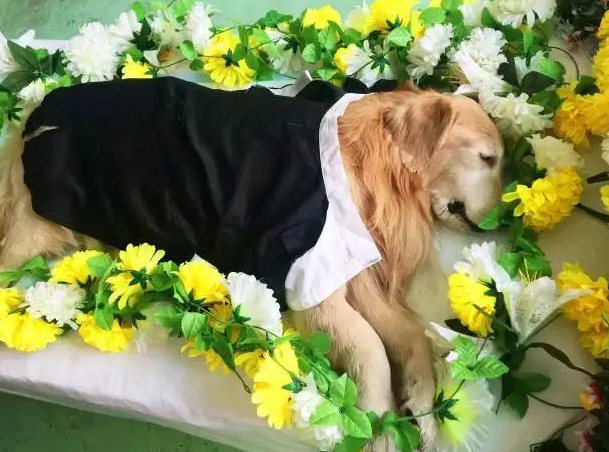 宠物殡葬服务有哪些 宠物殡葬服务有哪些
