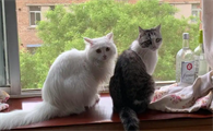 猫不小心吃了蚊香怎么办