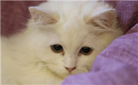 猫体外驱虫之后多久可以洗澡
