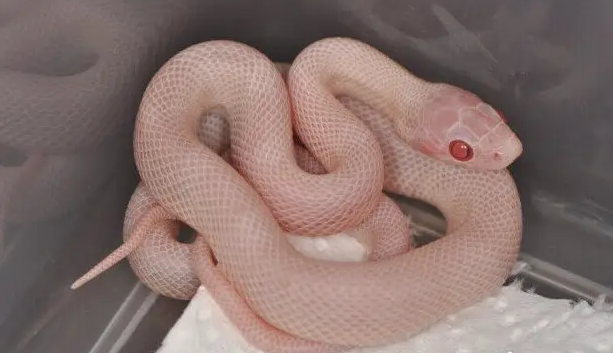 玉米蛇泡酒的功效是什么?一文替你解答!