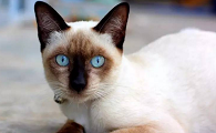 猫一天尿一次尿正常吗