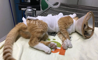 猫什么时候做绝育比较好