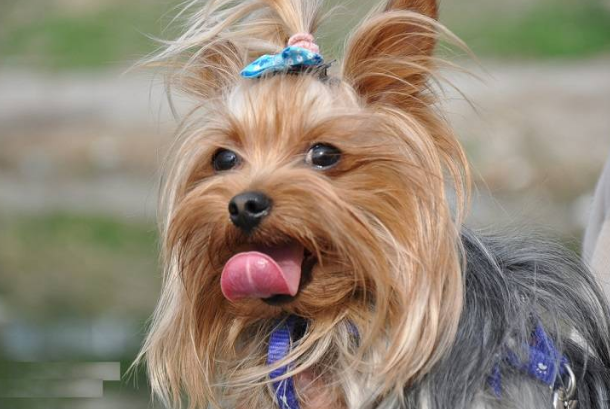 西施犬和约克夏哪个好看 西施犬和约克夏哪个好看