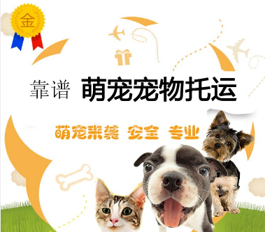 悟空丰运宠物托运平台怎么样