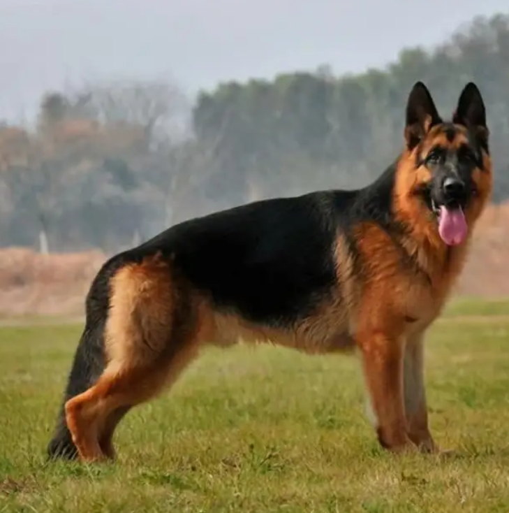 平背德牧和弓背德牧哪个好