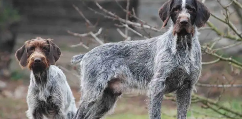 全网最详细的德国刚毛指示犬介绍手册，收藏一下吧！