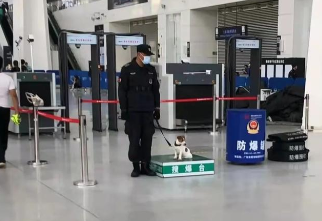 刚断奶就出来工作的杰克罗素梗火了！但其实……