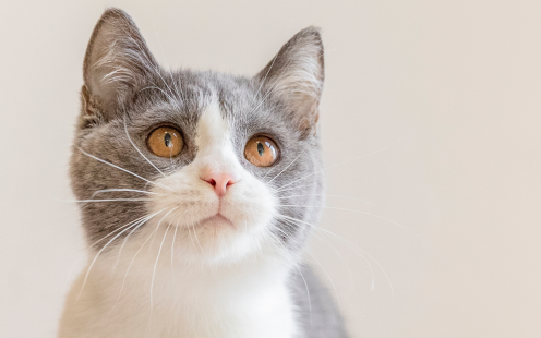 猫咪酸奶一天喝多少合适呢 猫咪酸奶一天喝多少合适呢