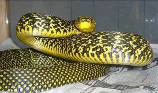 王锦蛇最大有多大?千万别被吓到哦!