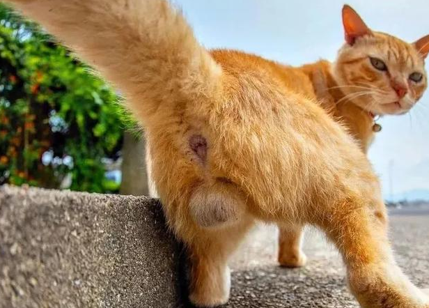 我家猫是个“露蛋狂魔”,现场已经控住不住了··· 我家猫是个“露蛋狂魔”,现场已经控住不住了···