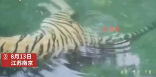 东北虎在泳池偷偷放屁引游客围观，网友直呼搞笑