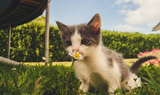 小奶猫多大开始认主人 小奶猫多大开始认主人
