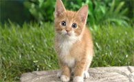 夏天生的小猫要注意保暖嘛