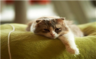 猫秃了一小块皮肤光滑怎么回事