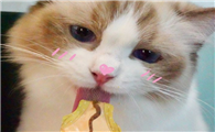 繁育者的秘密宠物营养补充剂——猫用系列营养膏
