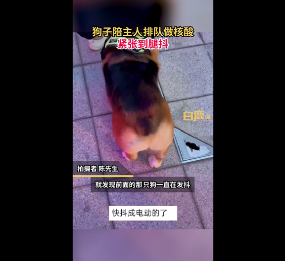 狗子陪主人排队做核酸抖成电动臀 因紧张吓到腿抖:画面让人忍俊不禁 狗子陪主人排队做核酸抖成电动臀 因紧张吓到腿抖:画面让人忍俊不禁