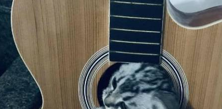 厉害!这些猫咪都是躲猫猫高手,主人:老子找你找得头都要秃了 厉害!这些猫咪都是躲猫猫高手,主人:老子找你找得头都要秃了