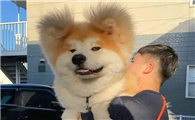 全网最火的秋田犬的图片