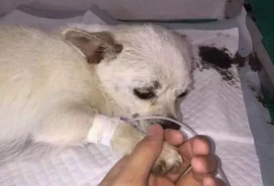 流浪狗得知自己将死，拖着最后一口气托孤，网友看后顿感责任重大