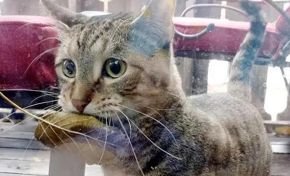 我怀疑我养的不是猫，而是一只狗：猫咪“叼东西”心理分析