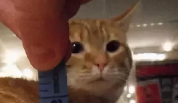 我家猫是个“露蛋狂魔”,现场已经控住不住了··· 我家猫是个“露蛋狂魔”,现场已经控住不住了···
