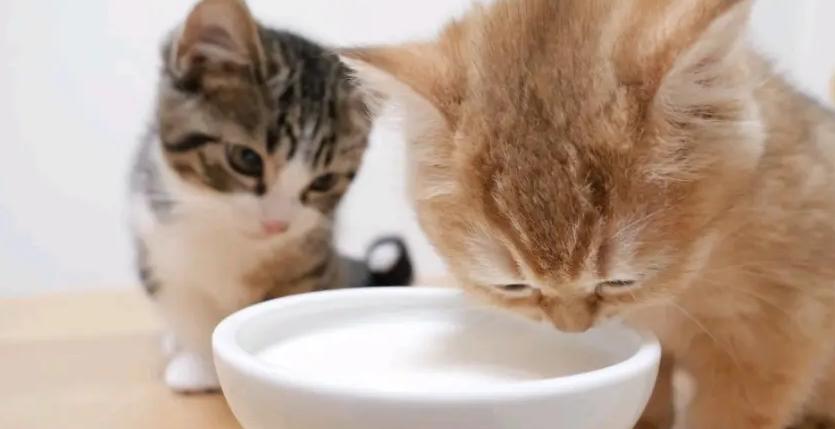 猫喝羊奶粉拉稀之后还能喂吗 猫喝羊奶粉拉稀之后还能喂吗