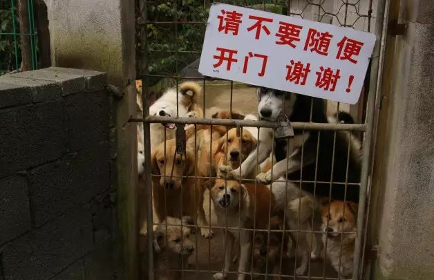 汪爸爸邀请你,参与爱心接力活动,关爱流浪动物! 汪爸爸邀请你,参与爱心接力活动,关爱流浪动物!