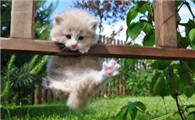 猫可以吃柚子肉吗为啥