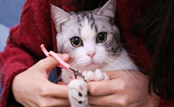 自己在家给猫拆线怎么处理