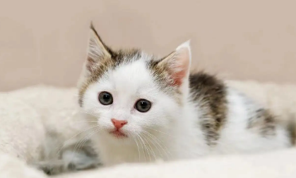 怎样去除猫身上的跳蚤小妙招