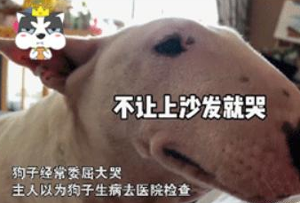牛头梗被二哈抢饭后,冲主人哭得梨花带雨,网友:笑抽了! 牛头梗被二哈抢饭后,冲主人哭得梨花带雨,网友:笑抽了!