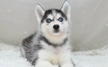哈士奇幼犬多少钱一只