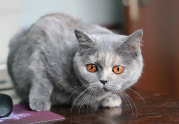 猫耳朵里面流血是什么原因引起的