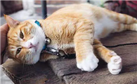 怎么判断猫得了肿瘤是长什么样子的