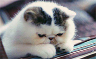 猫拉肚子可以洗澡吗为什么